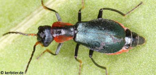 Cyrtosus ovalis B