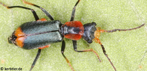 Cyrtosus ovalis C