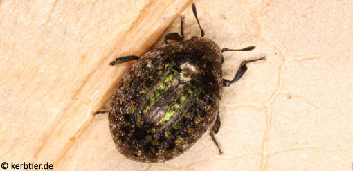 Cytilus sericeus B