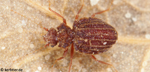 Dasycerus sulcatus