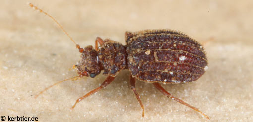 Dasycerus sulcatus B