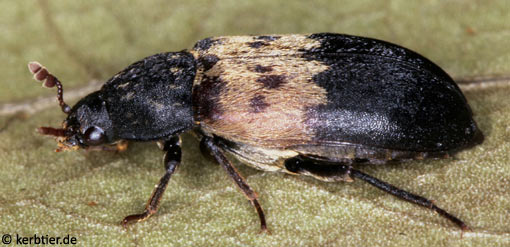 Dermestes lardarius