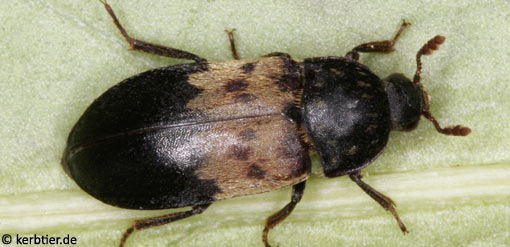 Dermestes lardarius B