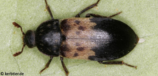 Dermestes lardarius C