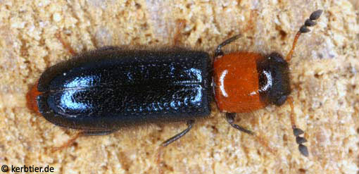 Dermestoides sanguinicollis B