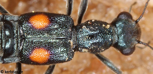 Dianous coerulescens C