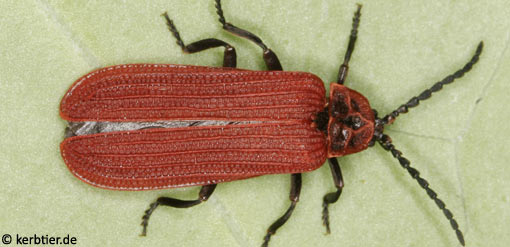 Dictyopterus aurora