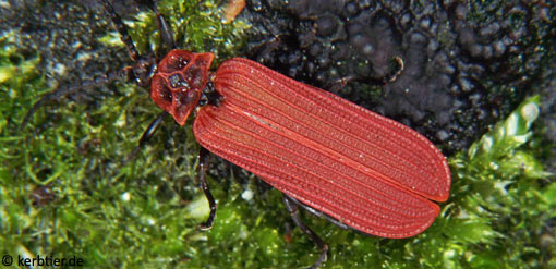 Dictyopterus aurora B