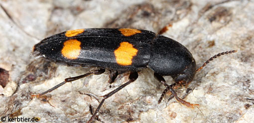 Dircaea australis B