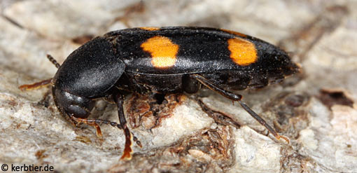 Dircaea australis C