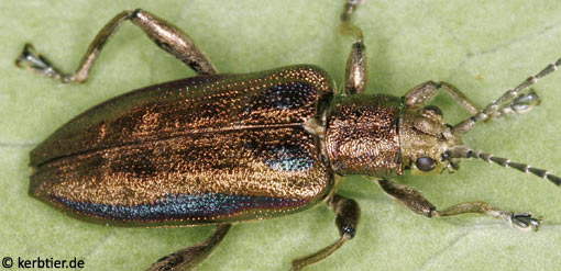 Donacia marginata