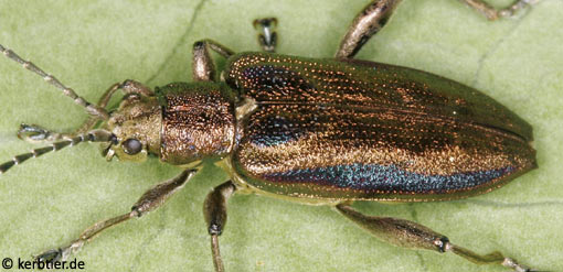 Donacia marginata C