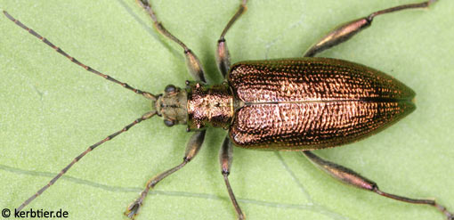 Donacia reticulata