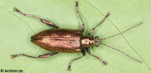 Donacia reticulata C