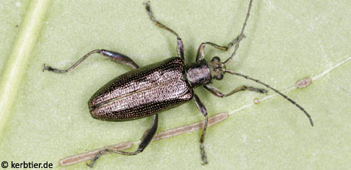 Donacia sparganii B