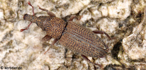 Dryophthorus corticalis