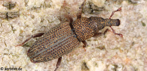 Dryophthorus corticalis B