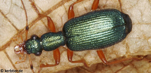 Drypta dentata B