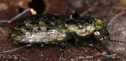 Elaphrus uliginosus