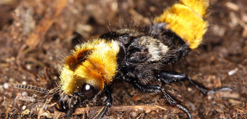 Emus hirtus C