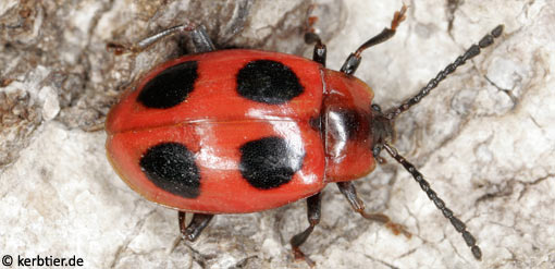 Endomychus coccineus