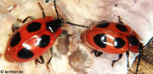 Endomychus coccineus B