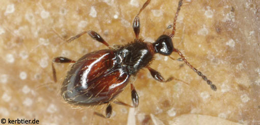 Euconnus rutilipennis