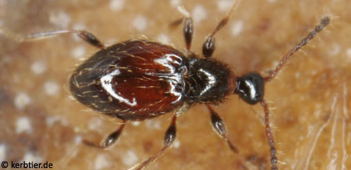 Euconnus rutilipennis B