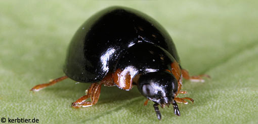 Exochomus nigromaculatus