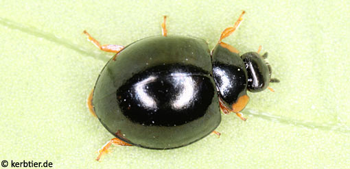 Exochomus nigromaculatus B