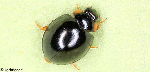 Exochomus nigromaculatus C