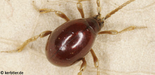 Gibbium psylloides