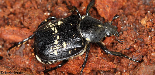 Gnorimus variabilis