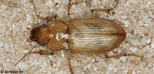 Harpalus flavescens B