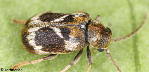 Hedobia regalis B