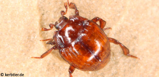 Hetaerius ferrugineus