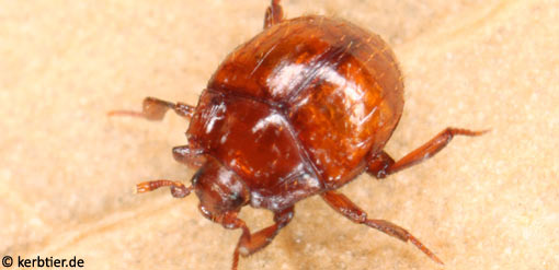 Hetaerius ferrugineus B