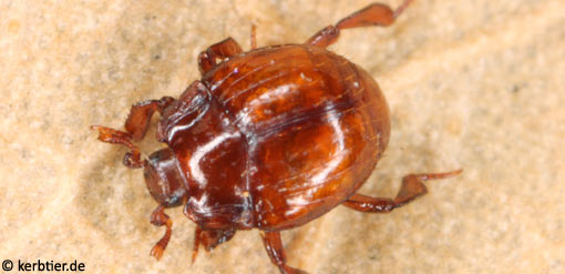 Hetaerius ferrugineus C