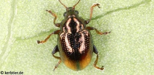 Hippuriphila modeeri