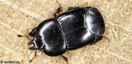 Hololepta plana