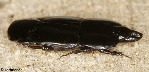 Hololepta plana B