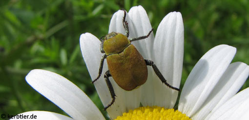 Hoplia argentea C