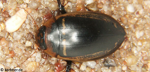 Hydaticus transversalis