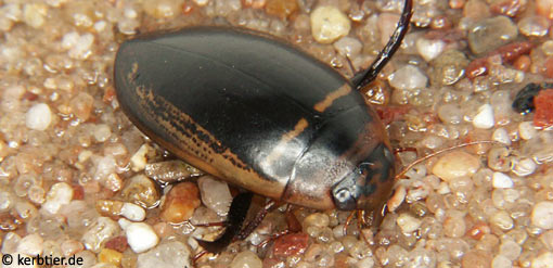 Hydaticus transversalis B