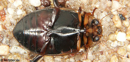 Hydaticus transversalis C