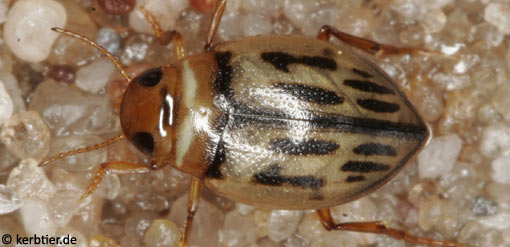 Hygrotus versicolor B