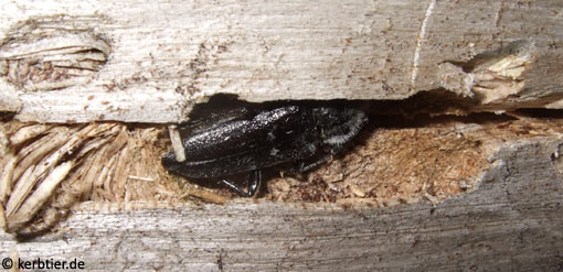 Hylotrupes bajulus C