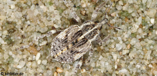 Hypera dauci