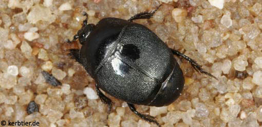 Hypocaccus rugiceps B