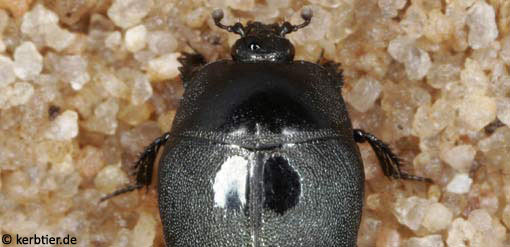 Hypocaccus rugiceps C